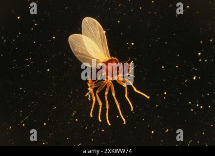 Holly Leaf MINER Stock Photo