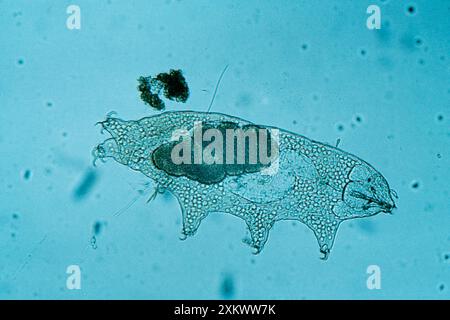 Freshwater TARDIGRADE - Water Bear / Tardigrada Stock Photo