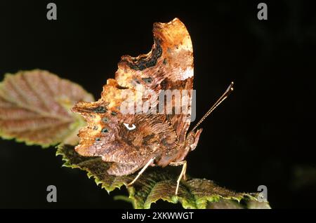 Comma Butterfly - underside showing C mark Stock Photo