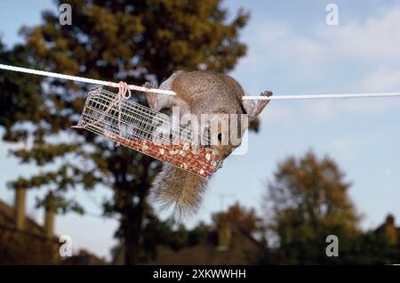 GREY SQUIRREL - On washing line robbing peanuts Stock Photo