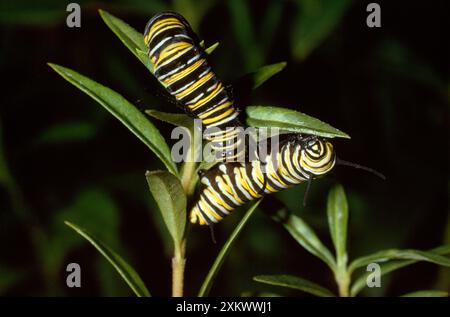 Wanderer / Monarch / Milkweed Butterfly - caterpillar Stock Photo