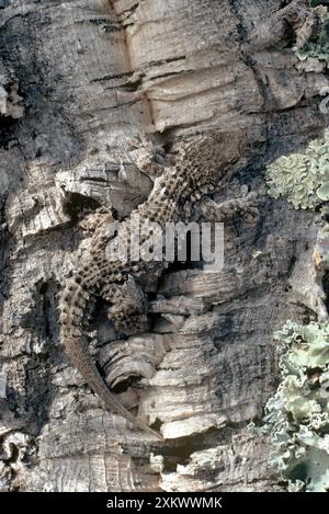 MOORISH GECKO - ON TREE Stock Photo