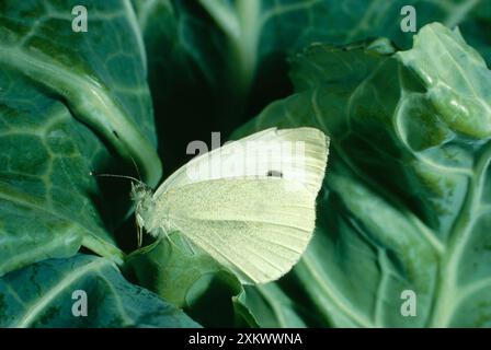 Small / Cabbage White BUTTERFLY - on cabbage Stock Photo