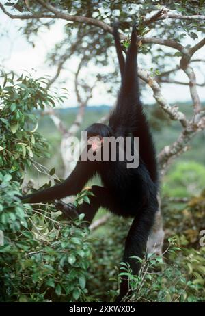 Black Spider Monkey - hanging from tree Stock Photo