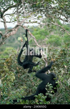 Long-haired Black Spider Monkey Stock Photo