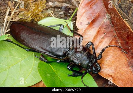 Titan Beetle - largest beetle in the world Stock Photo