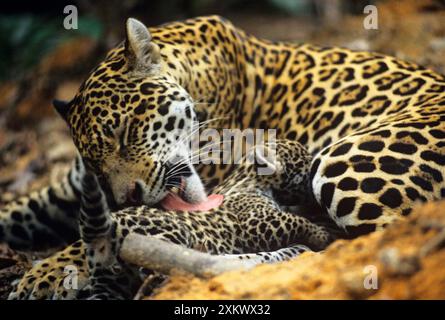 Jaguar - female, cleaning 8 week old cub. Stock Photo