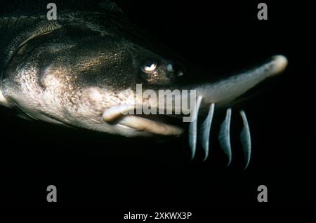 Lake Sturgeon Stock Photo