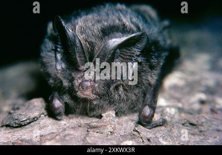 BARBASTELLE BAT - close-up Stock Photo