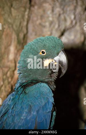 LEAR'S MACAW Stock Photo