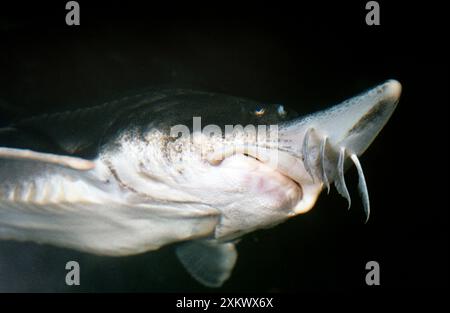 Lake Sturgeon Stock Photo