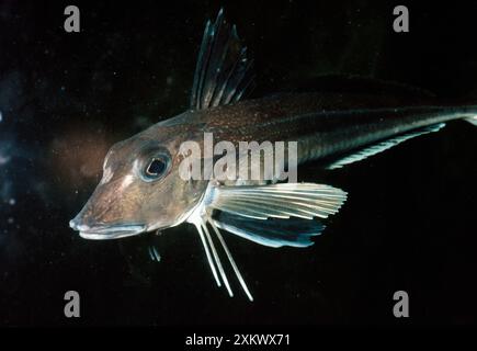 GREY GURNARD Stock Photo