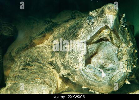 Alligator Snapping Turtle - Showing 'lure' formed by tongue Stock Photo