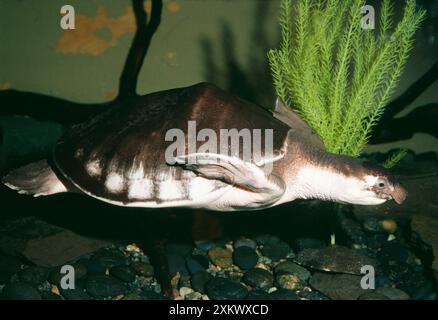 Pig-nosed turtle, pitted-shelled turtle or Fly River turtle, Papua ...