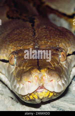 Reticulated Python - close-up showing heat-sensitive Stock Photo