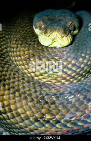 Amethyst / Amethystine / Scrub Python - head and coils Stock Photo