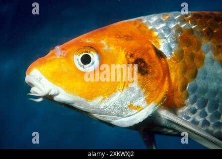 Koi Carp - Close up of head Stock Photo