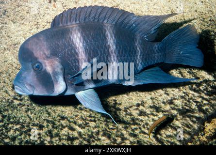 FISH - Frontosa Cichlid Stock Photo