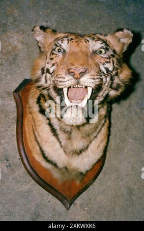 Animal Exploitation - Tiger trophy, taxidermy. Stock Photo