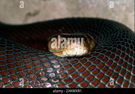 Mozambique Spitting Cobra Stock Photo