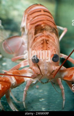 Norway LOBSTER / Scampi / Dublin Bay Prawn / Langoustine Stock Photo