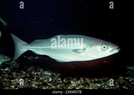 SAITHE / COALFISH / Coley Stock Photo