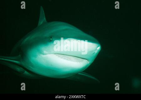 Bull / Zambezi / Zambesi / Ground / Cub Shark Stock Photo