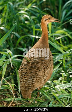 Undulated Tinamou Stock Photo