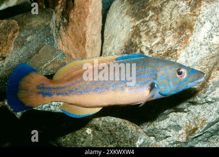 Cuckoo Wrasse Stock Photo