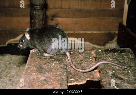 Black / Ship Rat - also know as the House / Roof Rat Stock Photo