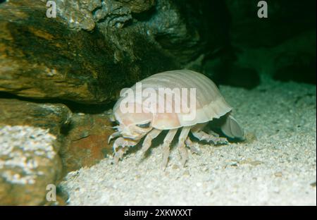 Giant deep sea Isopod Stock Photo