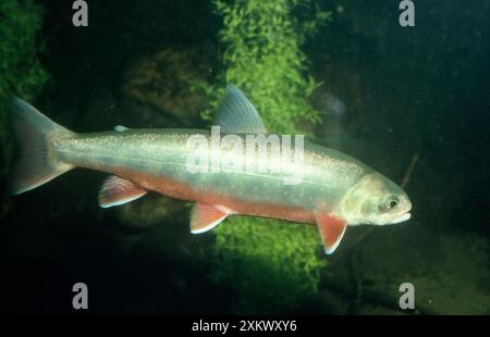 Alpine / Arctic Char Stock Photo