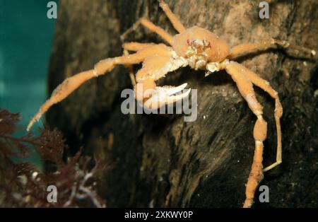 Scorpion Spider Crab - missing a claw Stock Photo