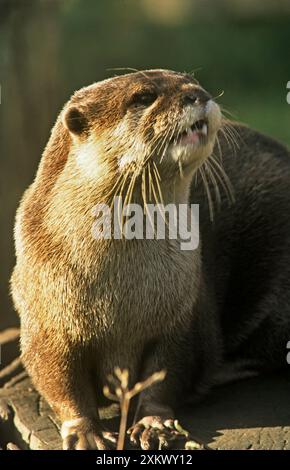 Oriental / Asian / Small-clawed / short-clawed OTTER Stock Photo