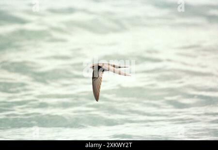 Common SWIFT - IN FLIGHT Stock Photo