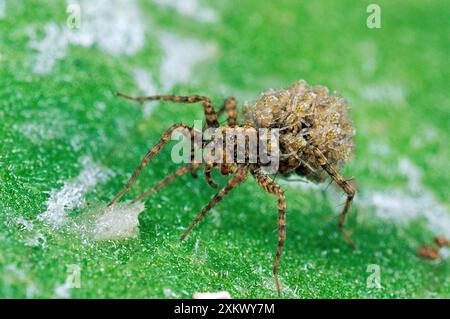 Wolf SPIDER  - Female carrying young Stock Photo