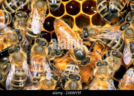 Queen Honey Bee - with attendant workers Stock Photo