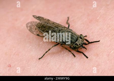 Horse / Cleg Fly Stock Photo