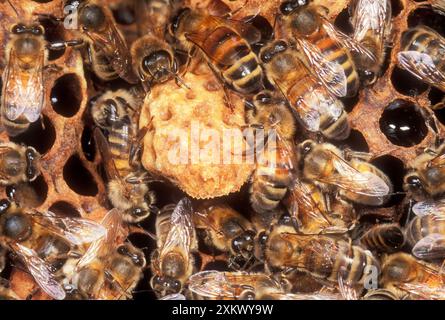 Honeybee - With Queen cell (Apis mellifera). Larvae of queen will be inside the Queen cell. Stock Photo