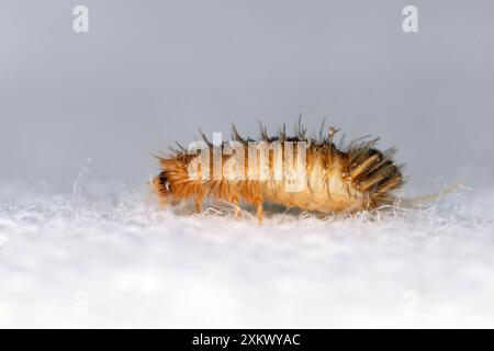 Museum / Varied Carpet BEETLE - Ôwoolly bearÕ larvae Stock Photo