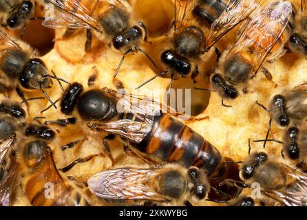 Queen Honey Bee with workers - with clipped wings Stock Photo