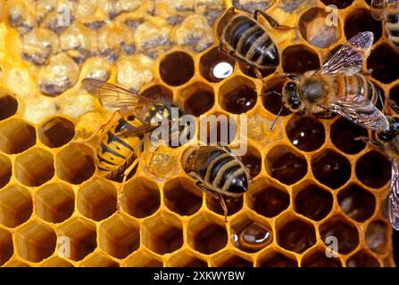 COMMON WASP - STEALING HONEY from Honeybees Stock Photo