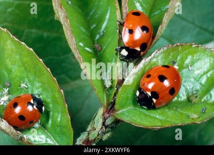 7-spot ladybird - feeding on aphids / greenfly Stock Photo