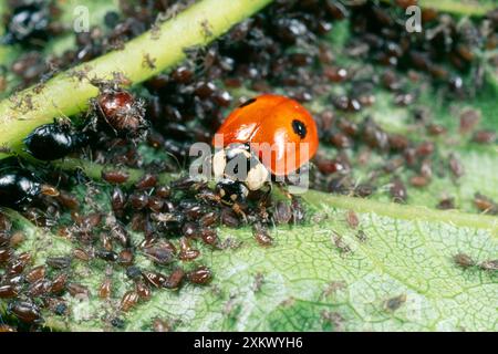 2-spot Ladybird - feeding on aphids Stock Photo