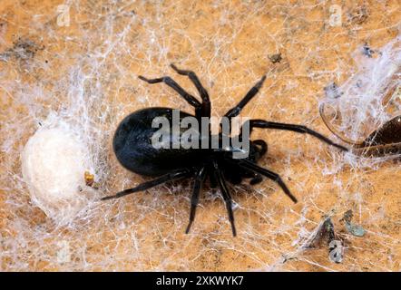 Cribellate Spider / Black Lace-weaver - Female Stock Photo