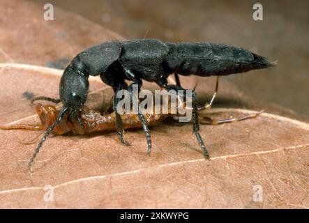 Devil's Coach Horse Beetle - fighting a centipede Stock Photo