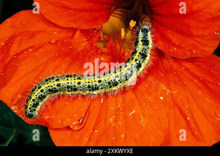 Large White Butterfly Caterpillar Stock Photo