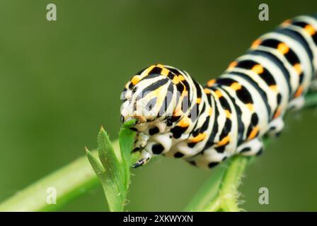 Swallowtail Butterfly Larva - feeding on carrot leaves Stock Photo