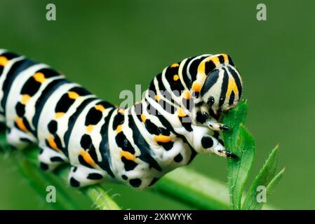 European Swallowtail BUTTERFLY - Larvae / Caterpillar Stock Photo