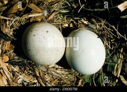 Golden Eagle - two eggs in nest Stock Photo